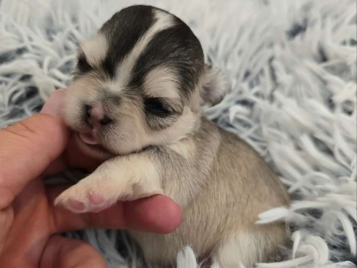 femelle husky
