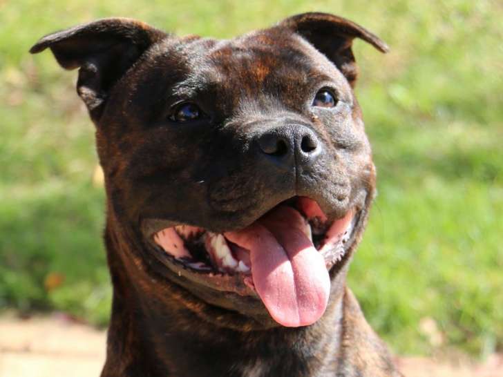Mâle Staffordshire Bull Terrier disponible pour saillie