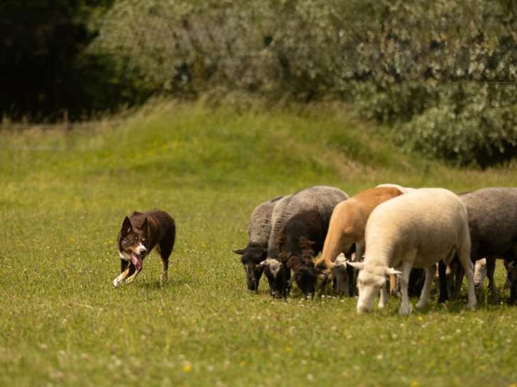 Mâle Border Collie LOF disponible pour saillie