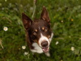 Mâle Border Collie LOF disponible pour saillie