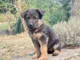 Chiots Berger Allemand LOF à vendre