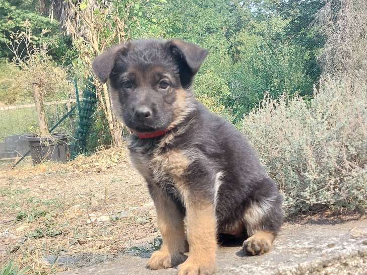 Chiots Berger Allemand LOF à vendre