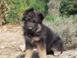 Chiots Berger Allemand LOF à vendre