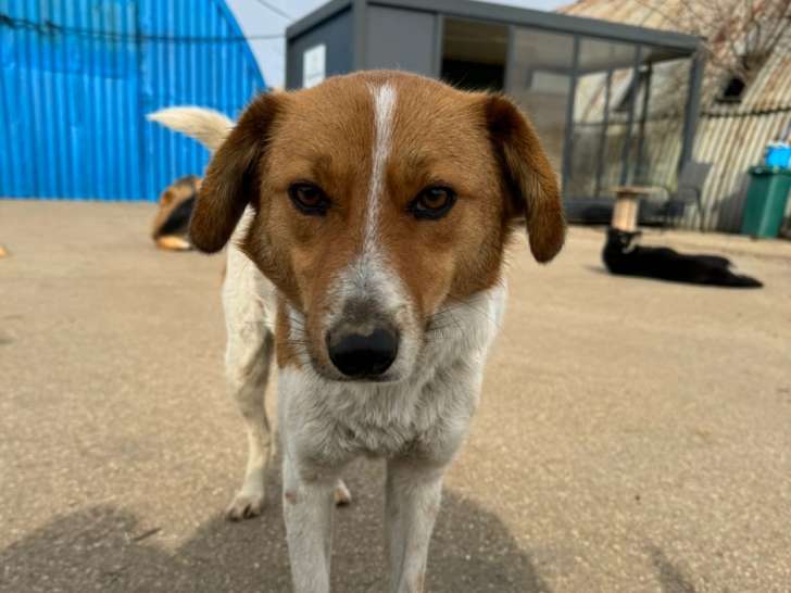Toffee, chienne de 3 ans à adopter en association