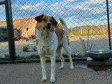 Toffee, chienne de 3 ans à adopter en association