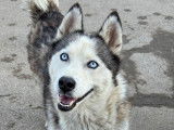 Sky, jeune femelle Husky à adopter en association