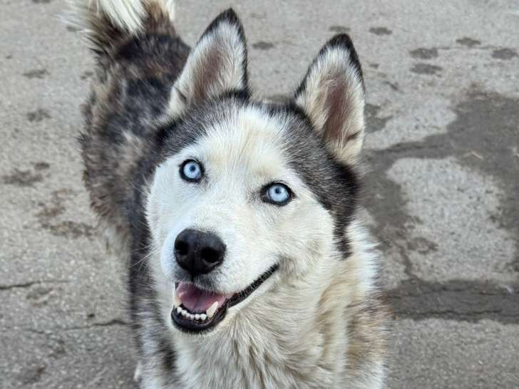 Sky, jeune femelle Husky à adopter en association
