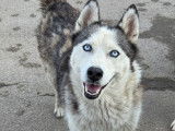 Sky, jeune femelle Husky à adopter en association