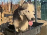Sky, jeune femelle Husky à adopter en association
