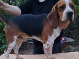 Mâle Beagle à vendre