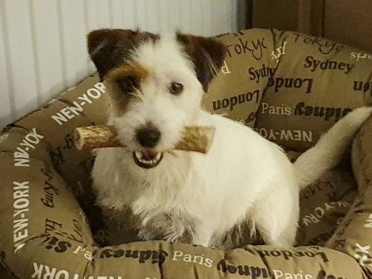 Quelques photos pour vous faire découvrir mon caractère de joueur, dormeur, calineur, et sociable avec mes amis chiens