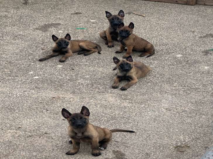 Chiots Malinois à vendre