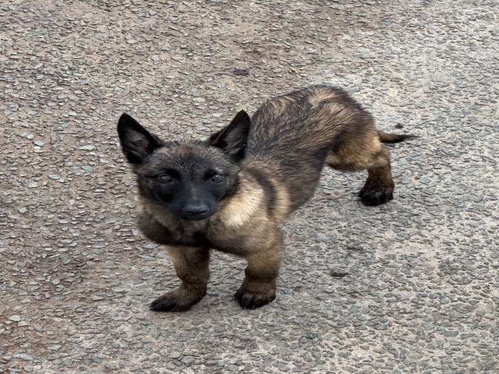 Chiot Malinois charbonnée à vendre