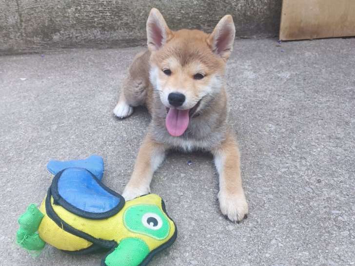 Chiots shiba Inu LOF aux prestigieuses origines à vendre