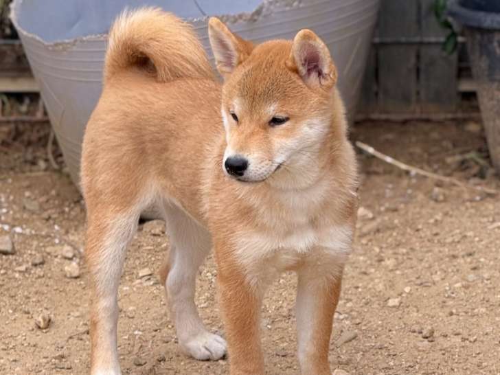 Chiots shiba Inu LOF aux prestigieuses origines à vendre