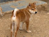Chiots shiba Inu LOF aux prestigieuses origines à vendre