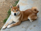 Chiots shiba Inu LOF aux prestigieuses origines à vendre