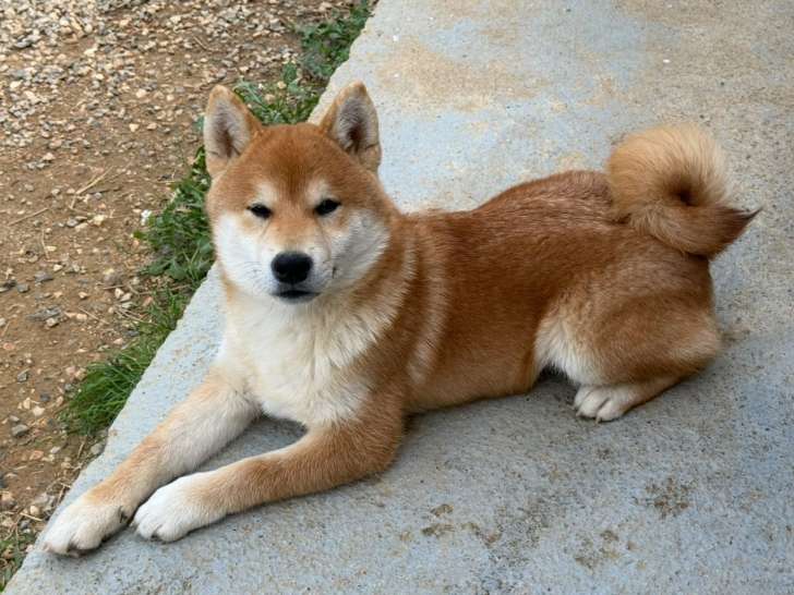 Chiots shiba Inu LOF aux prestigieuses origines à vendre