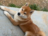 Chiots shiba Inu LOF aux prestigieuses origines à vendre