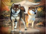 Chiots shiba Inu LOF aux prestigieuses origines à vendre