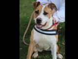 À adopter : chienne Staffordshire Américain Terrier d'un an