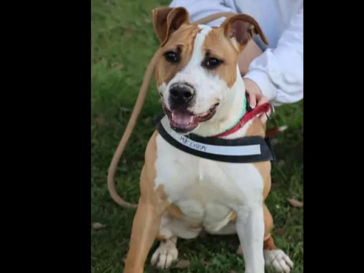 À adopter : chienne Staffordshire Américain Terrier d'un an
