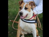 À adopter : chienne Staffordshire Américain Terrier d'un an