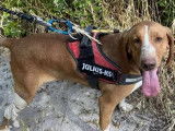 Disponible à l'adoption : chienne marron et blanche