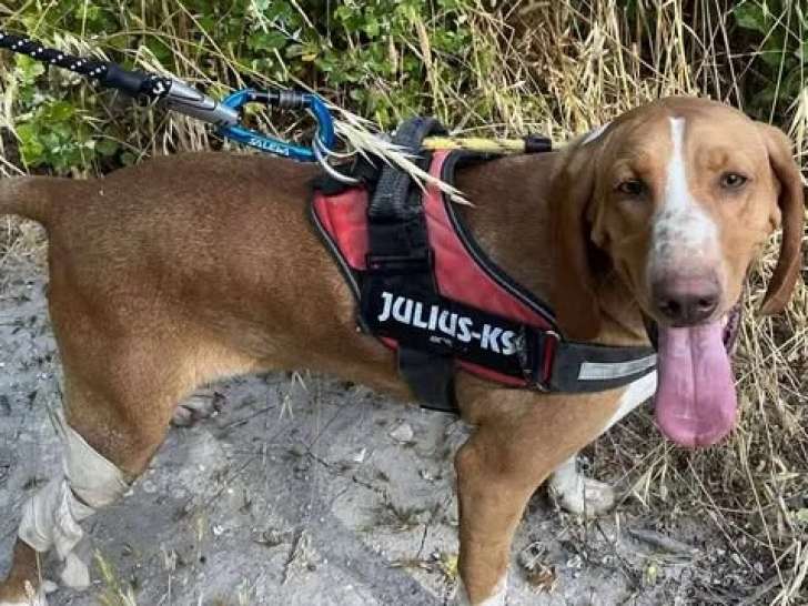 Disponible à l'adoption : chienne marron et blanche