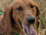 En attente d'adoption : chienne fauve