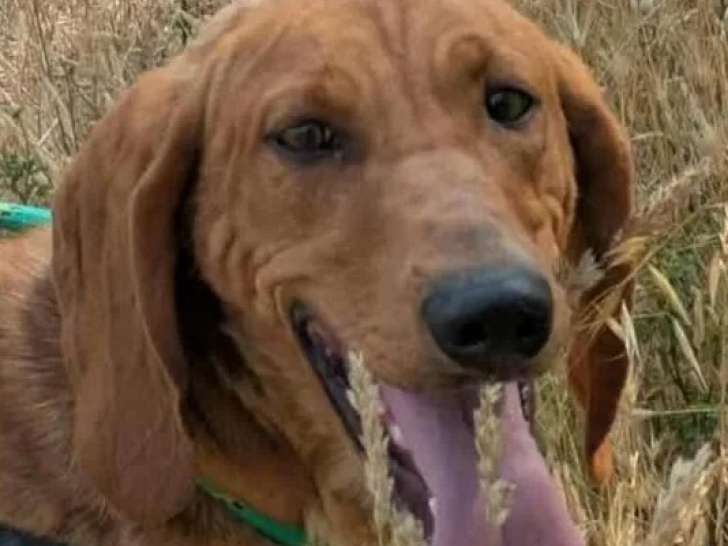 En attente d'adoption : chienne fauve