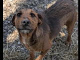 Prête pour l’adoption : chienne Jagd Terrier de 3 ans