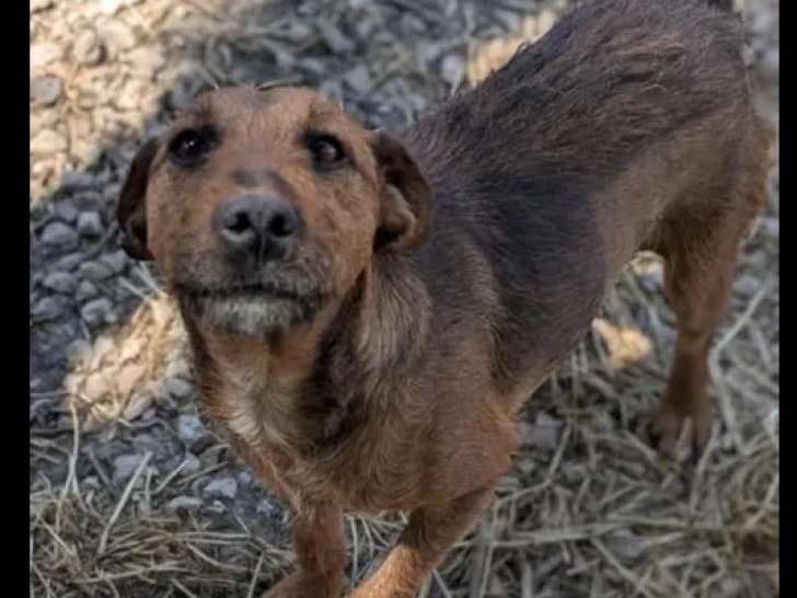 Prête pour l’adoption : chienne Jagd Terrier de 3 ans