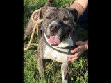 En attente d'un foyer  : chienne Staffordshire Bull Terrier de 4 ans