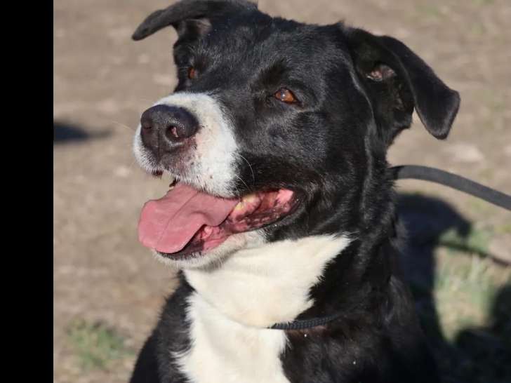 À accueillir : chien Border Collie noir et blanc