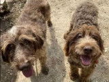 En quête d'un foyer : 2 chiens Griffon à Poil Dur Korthals marron