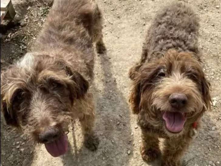 En quête d'un foyer : 2 chiens Griffon à Poil Dur Korthals marron