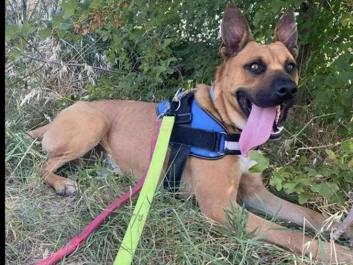 Adoption disponible : chien Berger Malinois d'un an