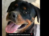 À la recherche d’une famille : chien Rottweiler de 4 ans