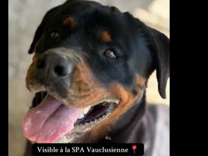 À la recherche d’une famille : chien Rottweiler de 4 ans