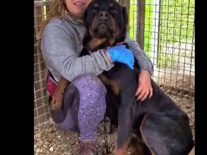 Chien Rottweiler noir et feu à adopter