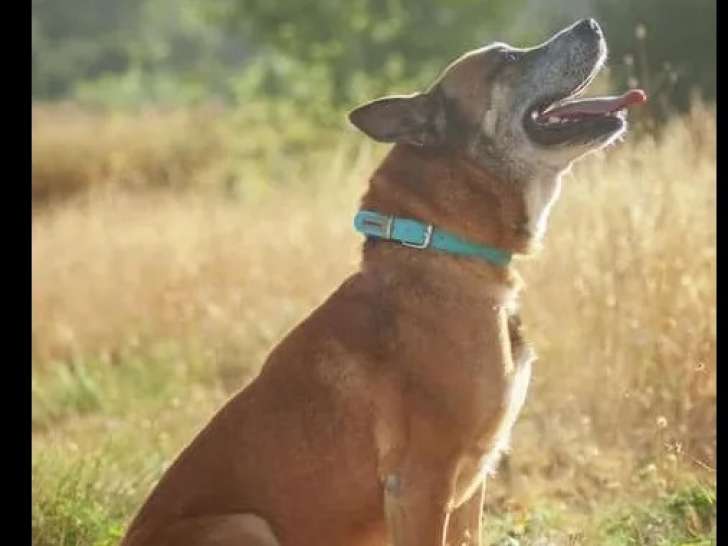 Chien Berger Malinois fauve disponible à l'adoption