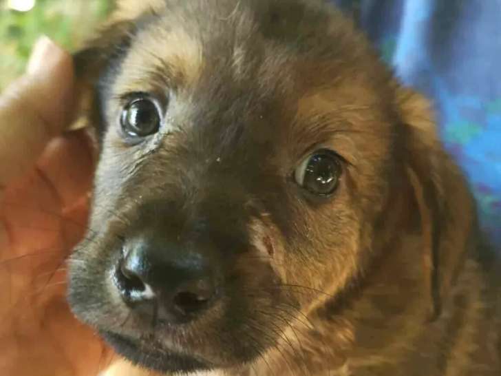 Chiot mâle de 4 mois en attente d'adoption