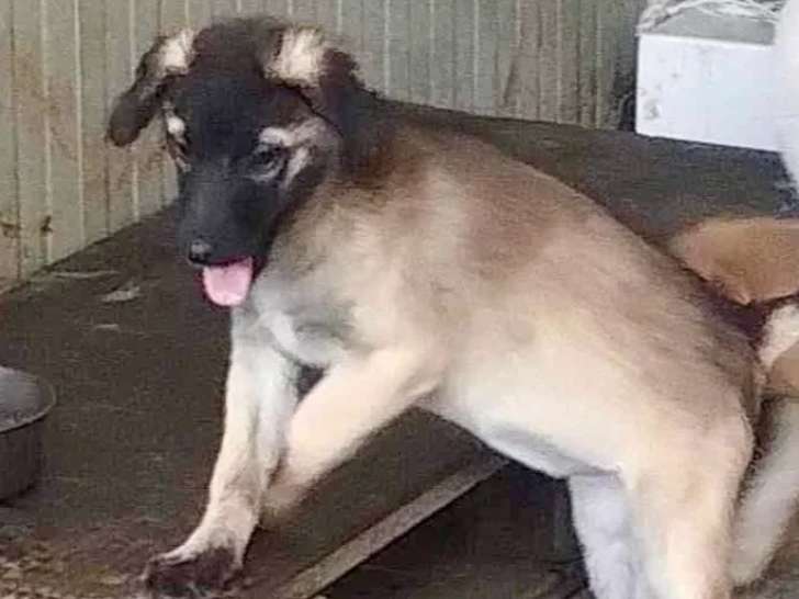 Chiot femelle beige prêt pour l’adoption