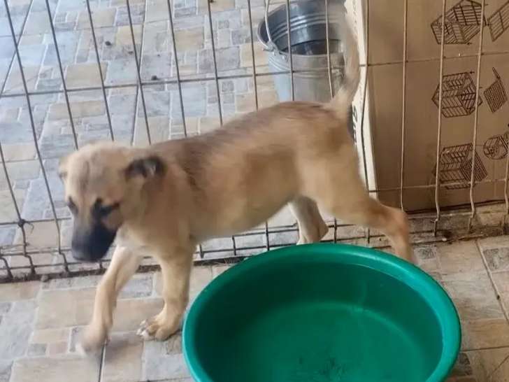 Chiot femelle de 4 mois en attente d'un foyer