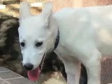 Chiot femelle blanc à accueillir