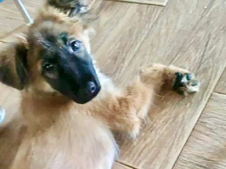 Chiot femelle de 4 mois en quête d'une famille