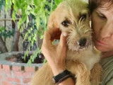 Adoption disponible : chienne d’un an