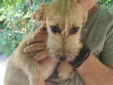 Adoption disponible : chienne d’un an