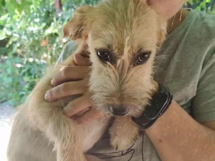 Adoption disponible : chienne d’un an